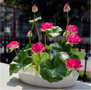 Bonsai Flower Lotus
