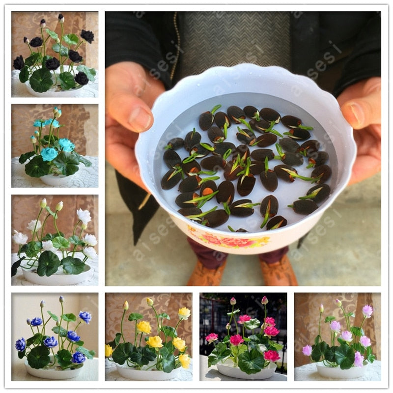 Bonsai Flower Lotus