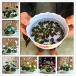 Bonsai Flower Lotus