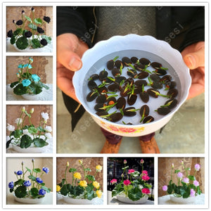 Bonsai Flower Lotus