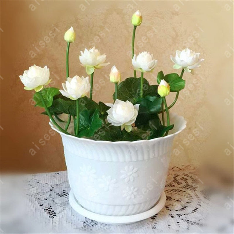 Bonsai Flower Lotus