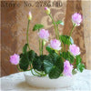 Bonsai Flower Lotus