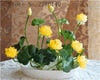 Bonsai Flower Lotus