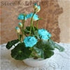 Bonsai Flower Lotus